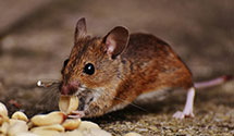 24 Hour & Emergency Exterminators in Hopemont, WV